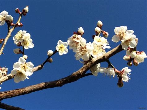 風水 桃|縁起の良い花と実をつける桃の花風水 